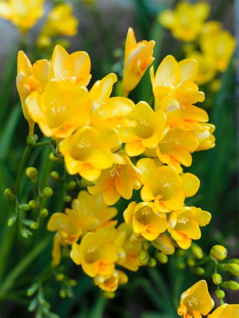 freesia flowers pictures.